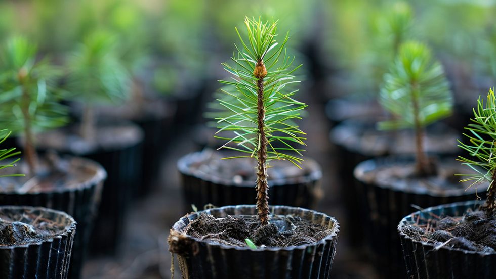 reforestation anadasosi